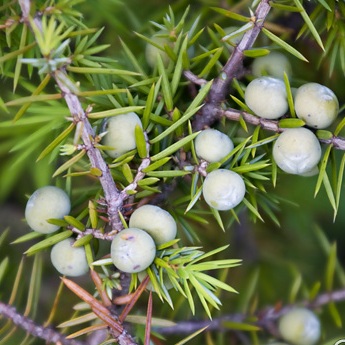 Juniper Berry Essential Oil Slovenia 4